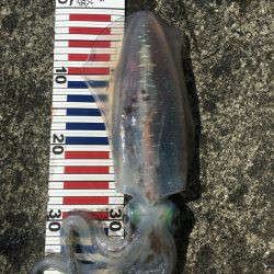 ティップラン釣行