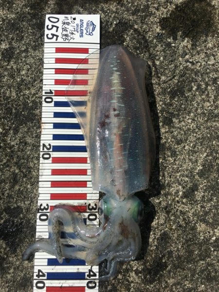 ティップラン釣行