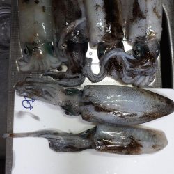 久しぶりエギング