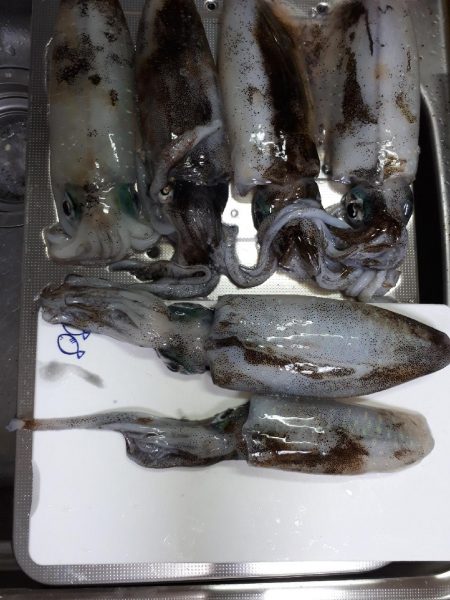 久しぶりエギング