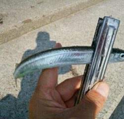 サンマ級サヨリ