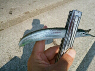 サンマ級サヨリ