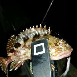 ロックフィッシュ調査NO1