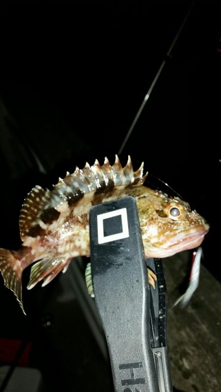 ロックフィッシュ調査NO1