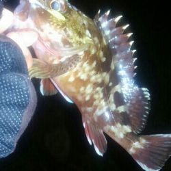 メバル26センチ