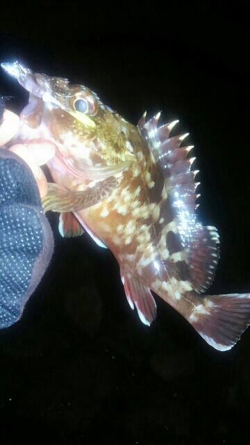 メバル26センチ