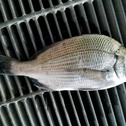 初チヌゲット！！