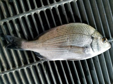 初チヌゲット！！