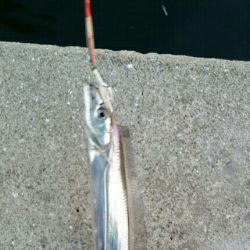 少し渋くなるも安定のタチウオ