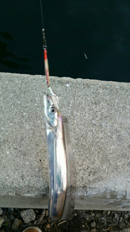 少し渋くなるも安定のタチウオ