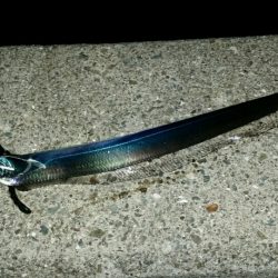 出ました!ドラゴン!!