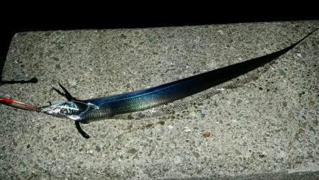 出ました!ドラゴン!!