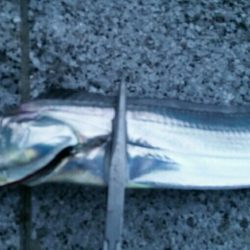 雨の中ドラゴンサイズ連発！！