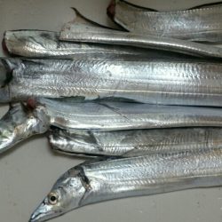 まだまだタチウオ