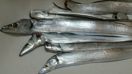 まだまだタチウオ