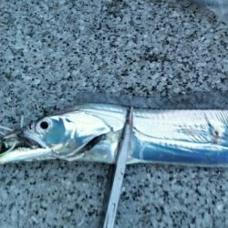 引き続きタチウオ好釣の湾奥