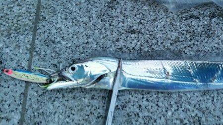 引き続きタチウオ好釣の湾奥