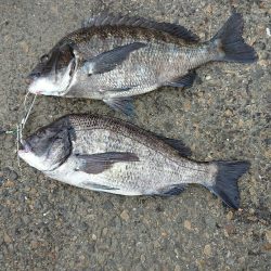 残念1cm足りない❗