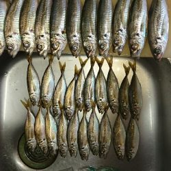 アジング後タチウオ