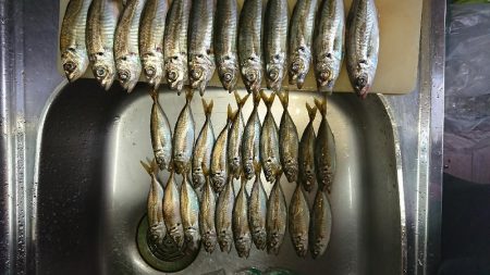 アジング後タチウオ