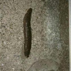 ウミタナゴ、ギンポ、ギンポ、ギンポ