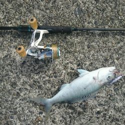 ☆エギングタックルで青物☆