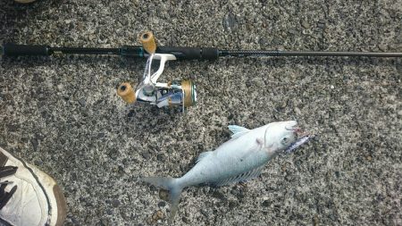 ☆エギングタックルで青物☆