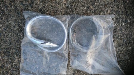 人生初太刀魚❗✌️