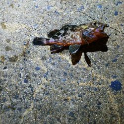 強風のアジ探し