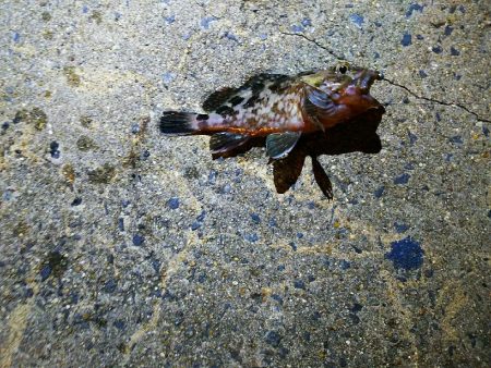 強風のアジ探し