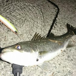 ベイトタックルでマイワシーバス