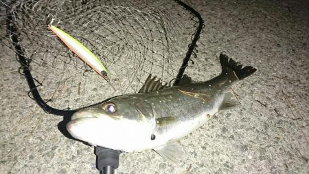 ベイトタックルでマイワシーバス