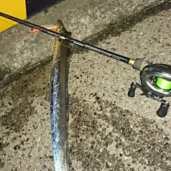 マイワシーバス