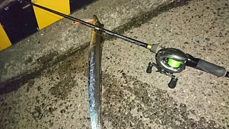 マイワシーバス