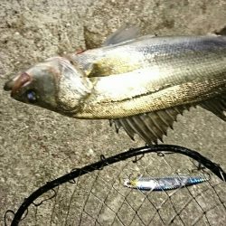 激渋マイワシパターン