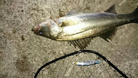 激渋マイワシパターン