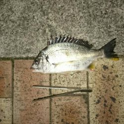 チヌ、キビレ入れ食いでした