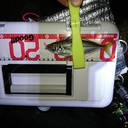 ライトゲーム楽しい！