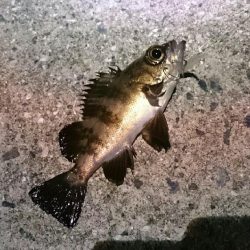 メバリング開幕戦