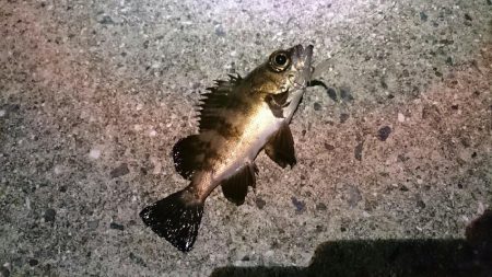 メバリング開幕戦