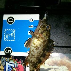 豆しか釣れん･･･