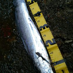 今季初ドラゴン捕獲