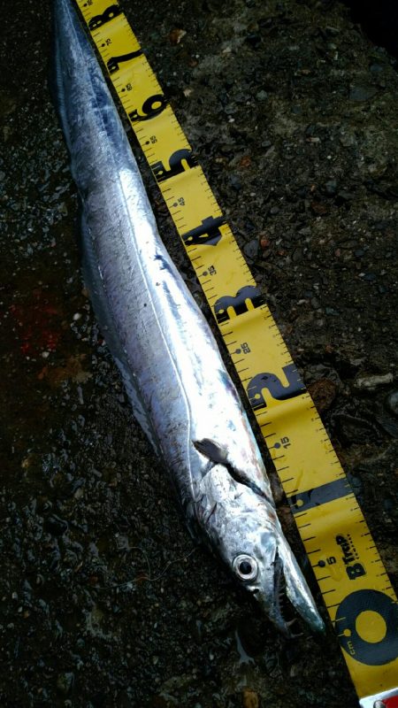 今季初ドラゴン捕獲