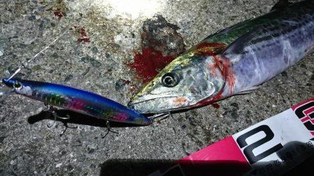 久しぶりのサゴシ