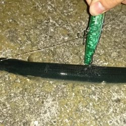 サヨリ付シーバス