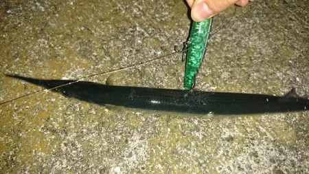 サヨリ付シーバス