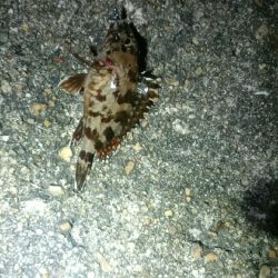 やっぱりアジが居ない。