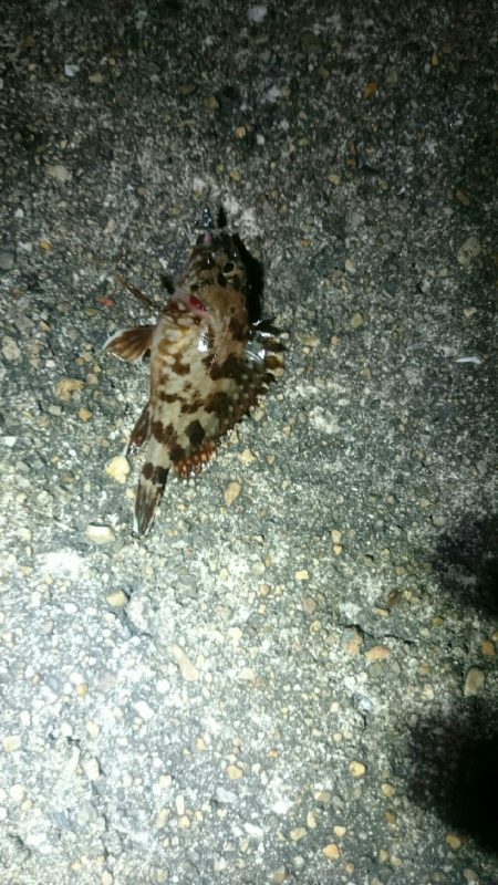 やっぱりアジが居ない。