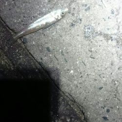 今日はダメでした。