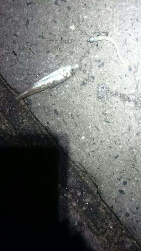 今日はダメでした。